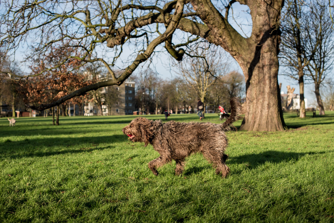 Treacle the Goofy Labradoodle