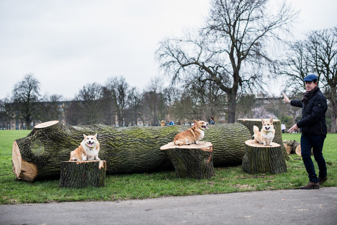 The Three (Corgi) Musketeers