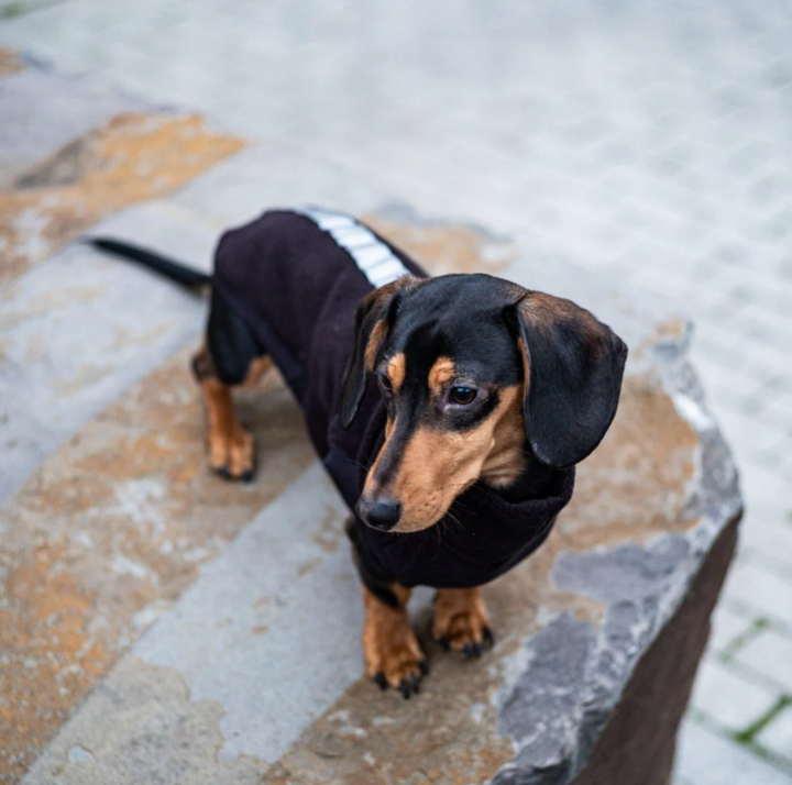 Dachshund Trio Mix & Match Jumpers Save 30%