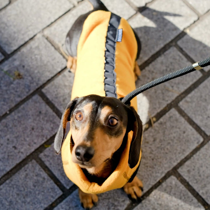 Dachshund wearing an amber jumper w reflective spine