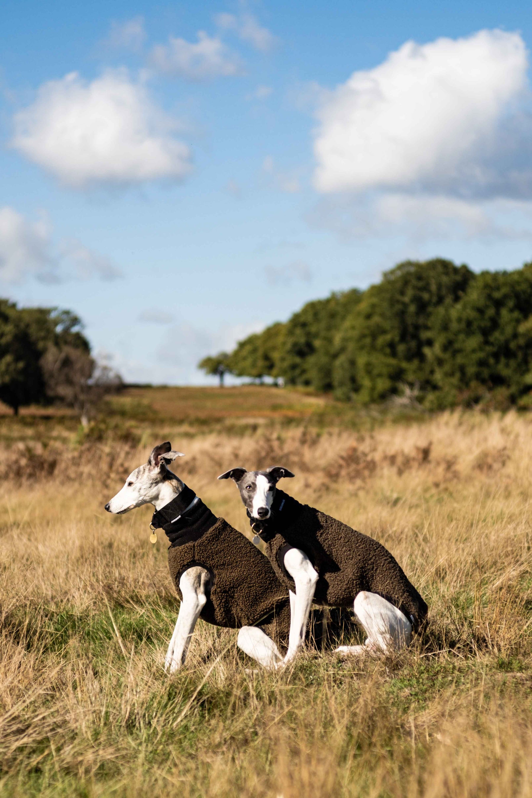 is the whippet legal in netherlands