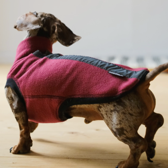 Dachshund Rodri Wearing the Burgundy Night & Rain