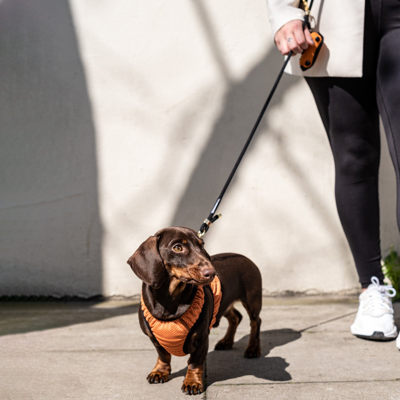 Hands Free Rope Dog Lead London