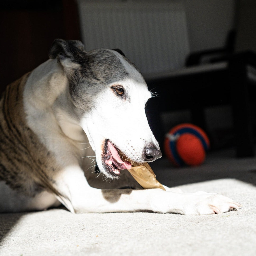 Kai eating a long lasting treat