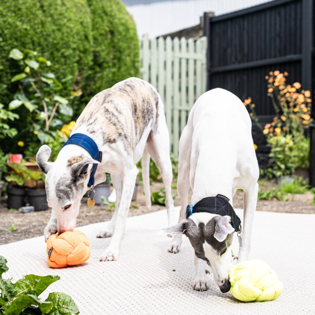 Whippets eating the Forage-A-Knot