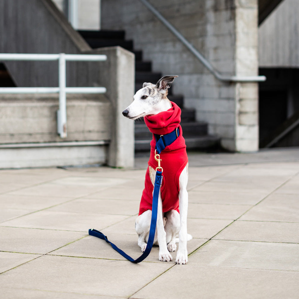 Whippet sitting with a navy dog lead and matching martingale collar 