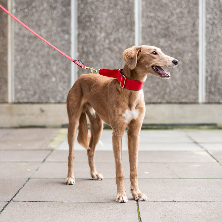 Martingale Dog Collar