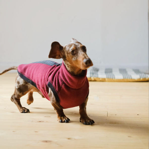 Dachshund Wearing the Burgundy Night & Rain