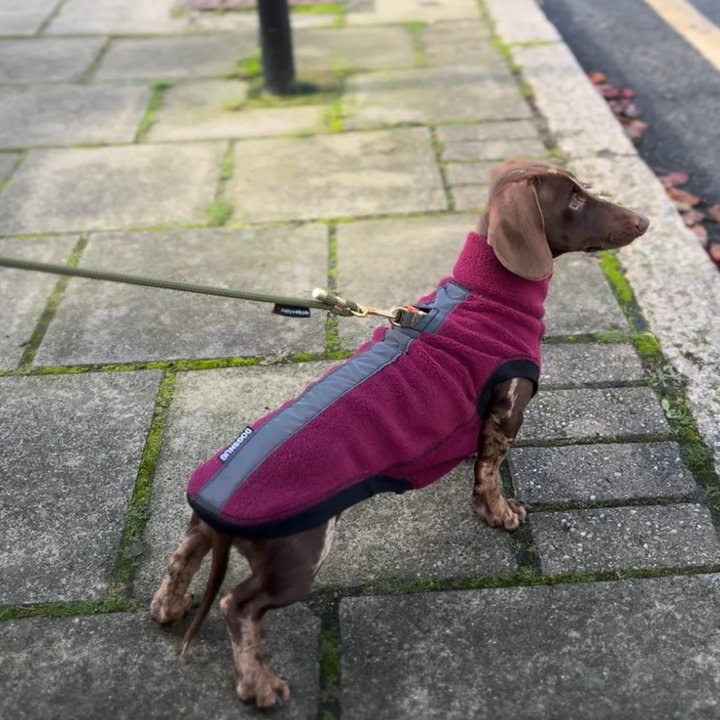 Dachshund Wearing the Burgundy Night & Rain