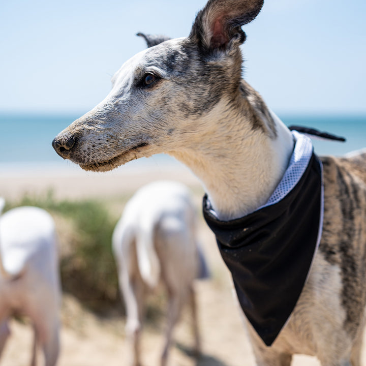 Cooling Dog Bandana - Dogsnug