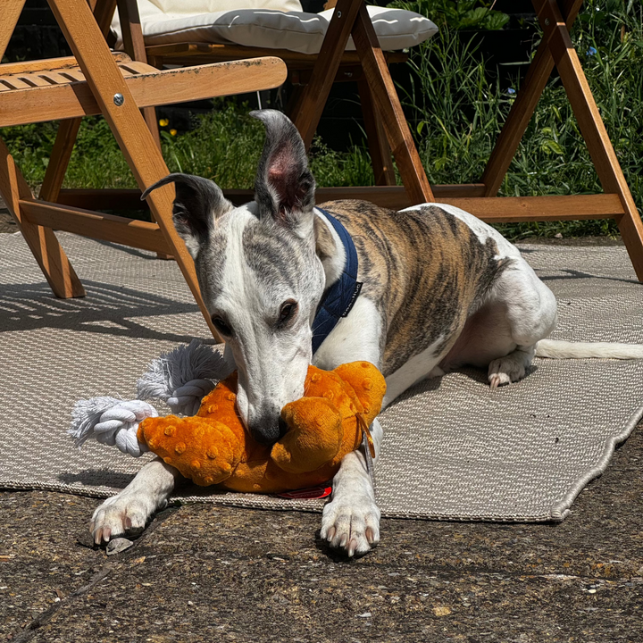 Kai with his Roast Turkey Toy  by Steel Dog