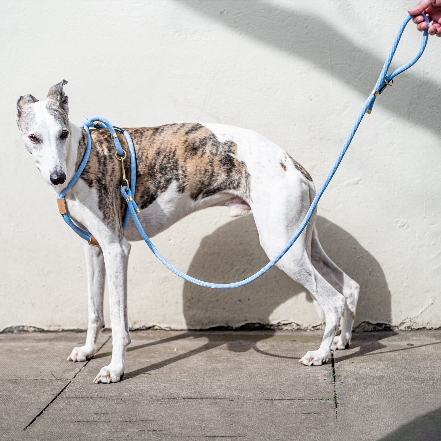 Rope dog lead London