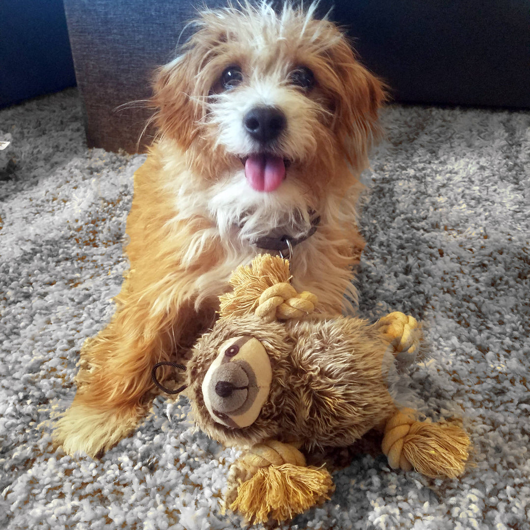 Small Dog with the Sloth Toy by Steel Dog