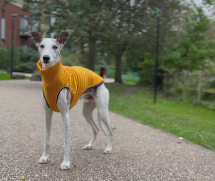 Whippet Kai wearing an ochre water repellent fleece in Sleek Large