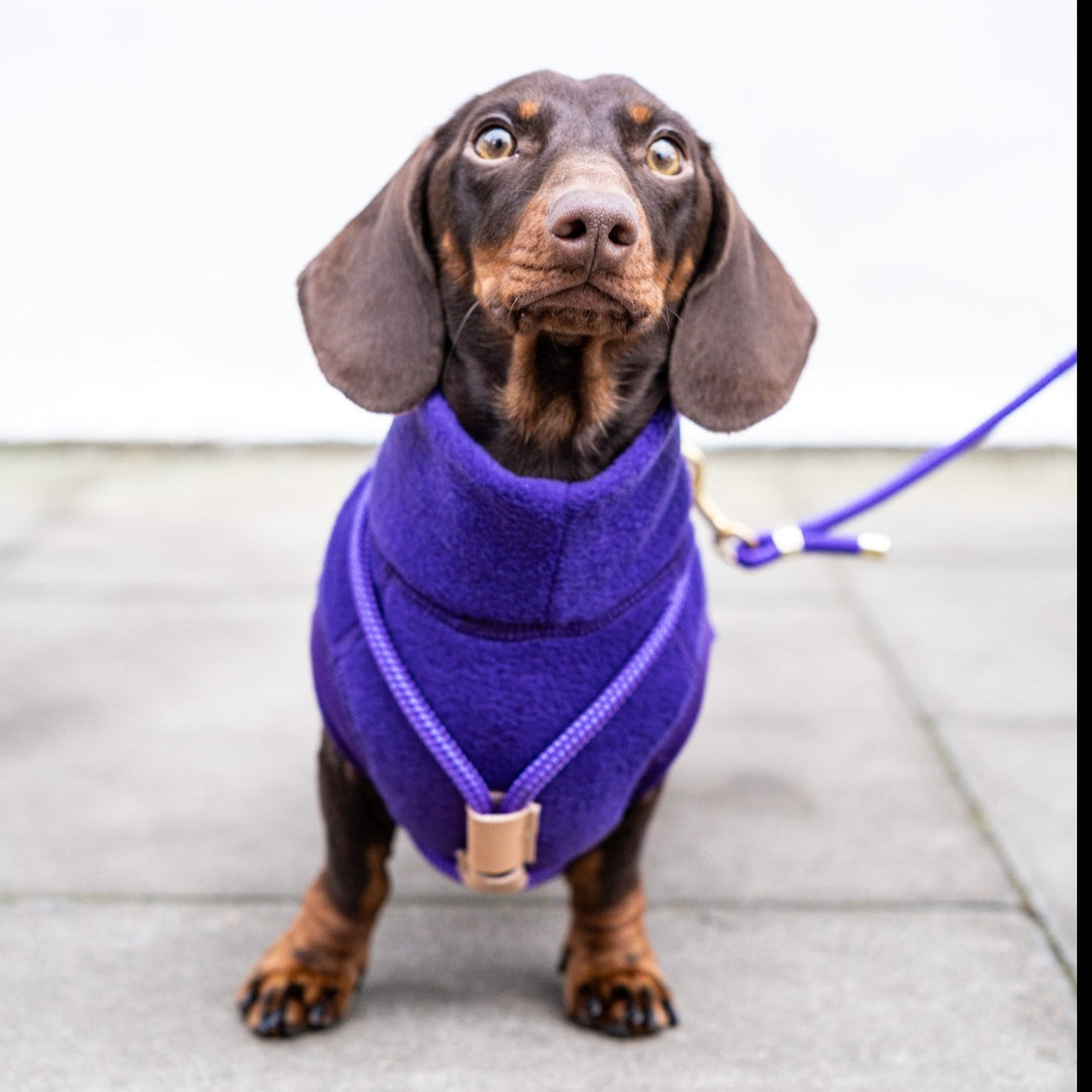 Dachshund wearing a purple reflective jumper