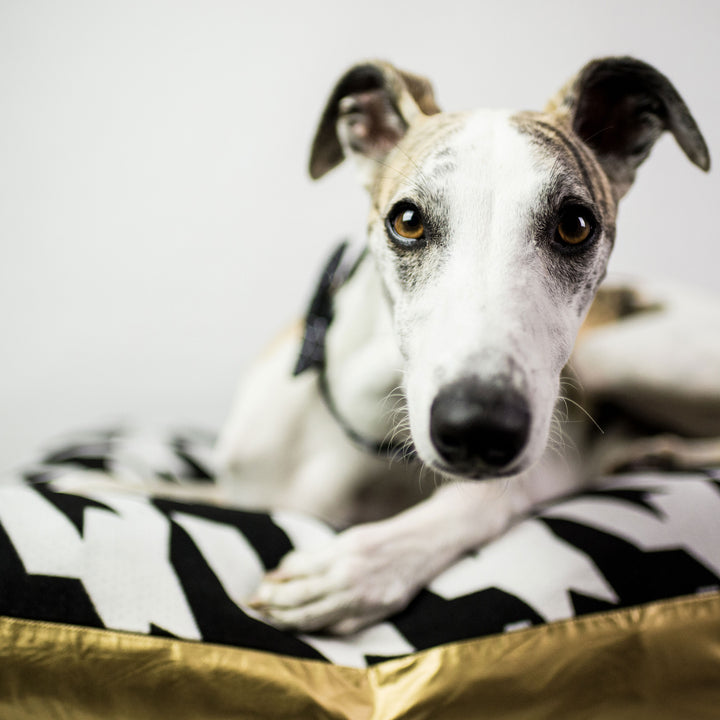 Travel Dog Bed