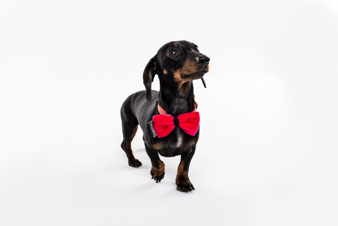 Dog Bow Tie