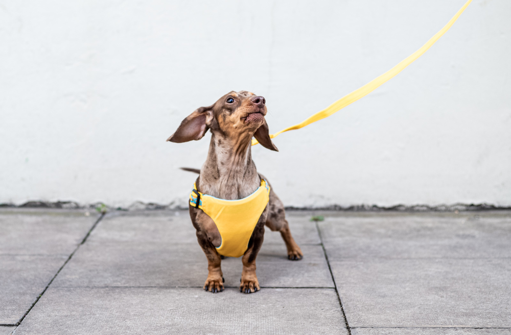 Dog Car Harness in Pineapples worn by Dylan the Dachshund