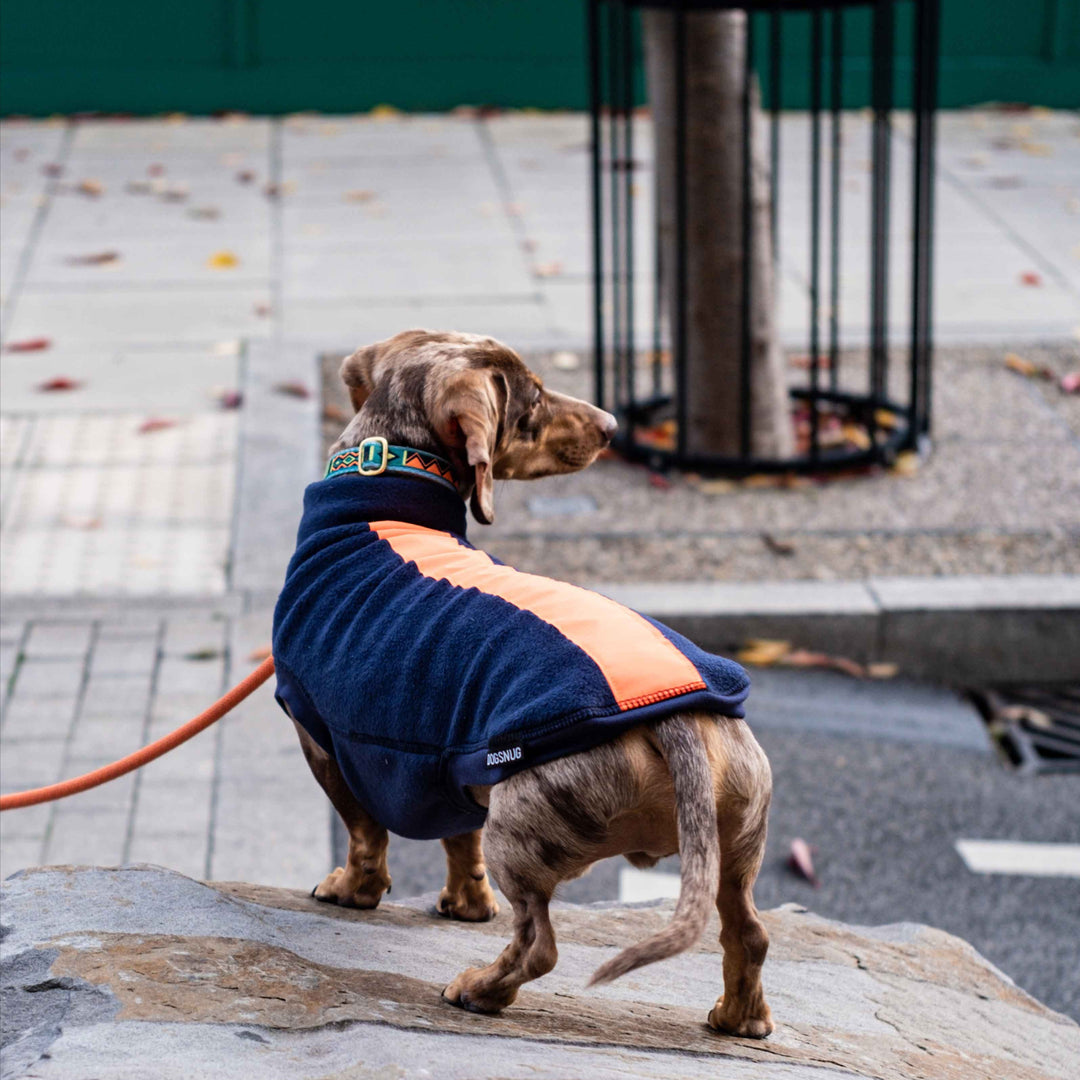 Dachshund wearing a navy & orange reflective jumper