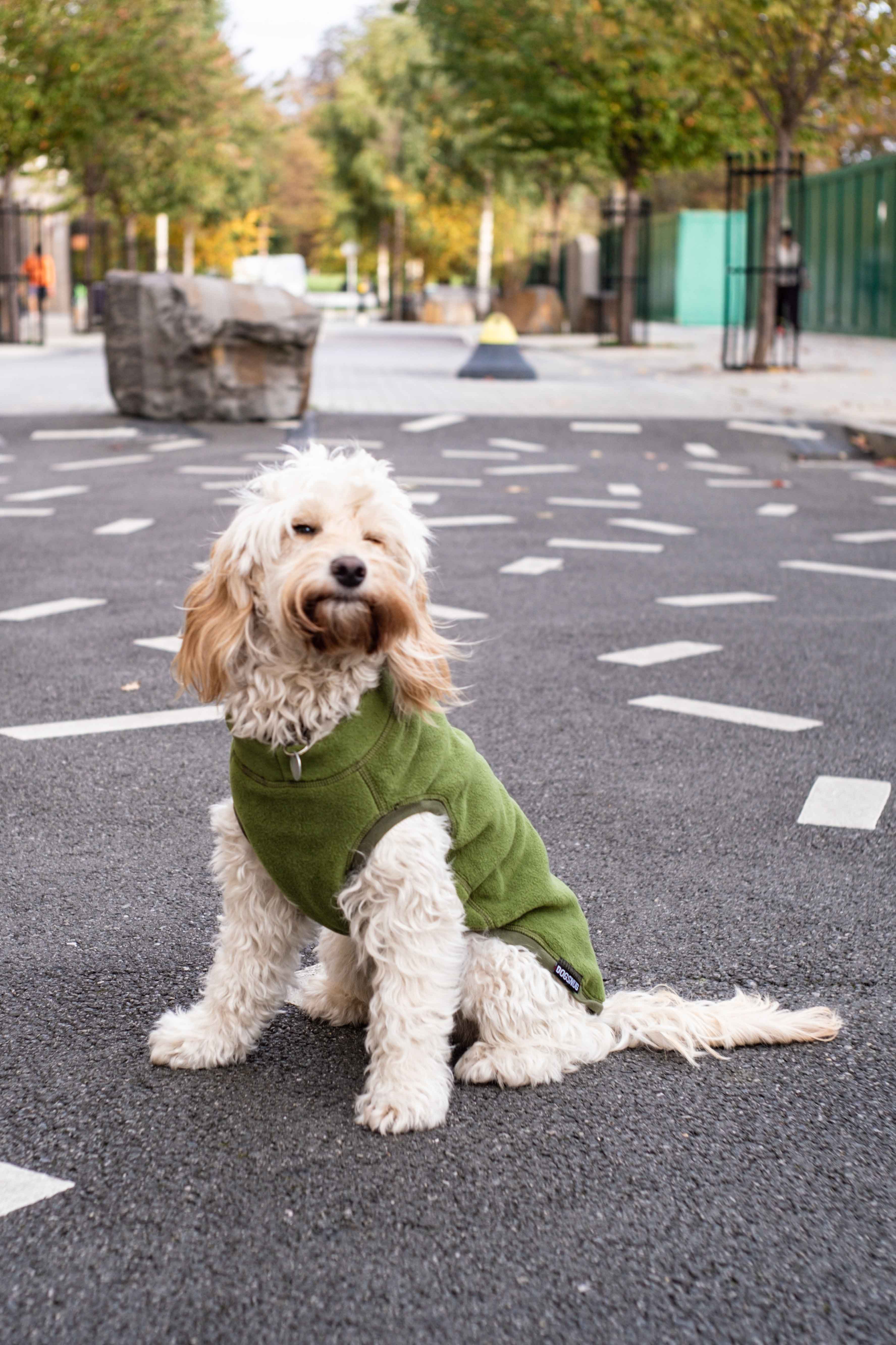 Cockapoo hotsell dog clothes