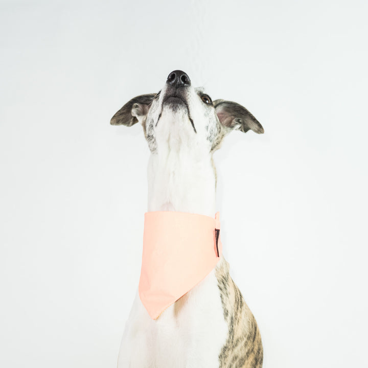 Cooling Dog Bandana Reflective