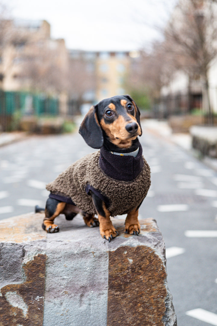 Boucle Dachshund Dog Jumper