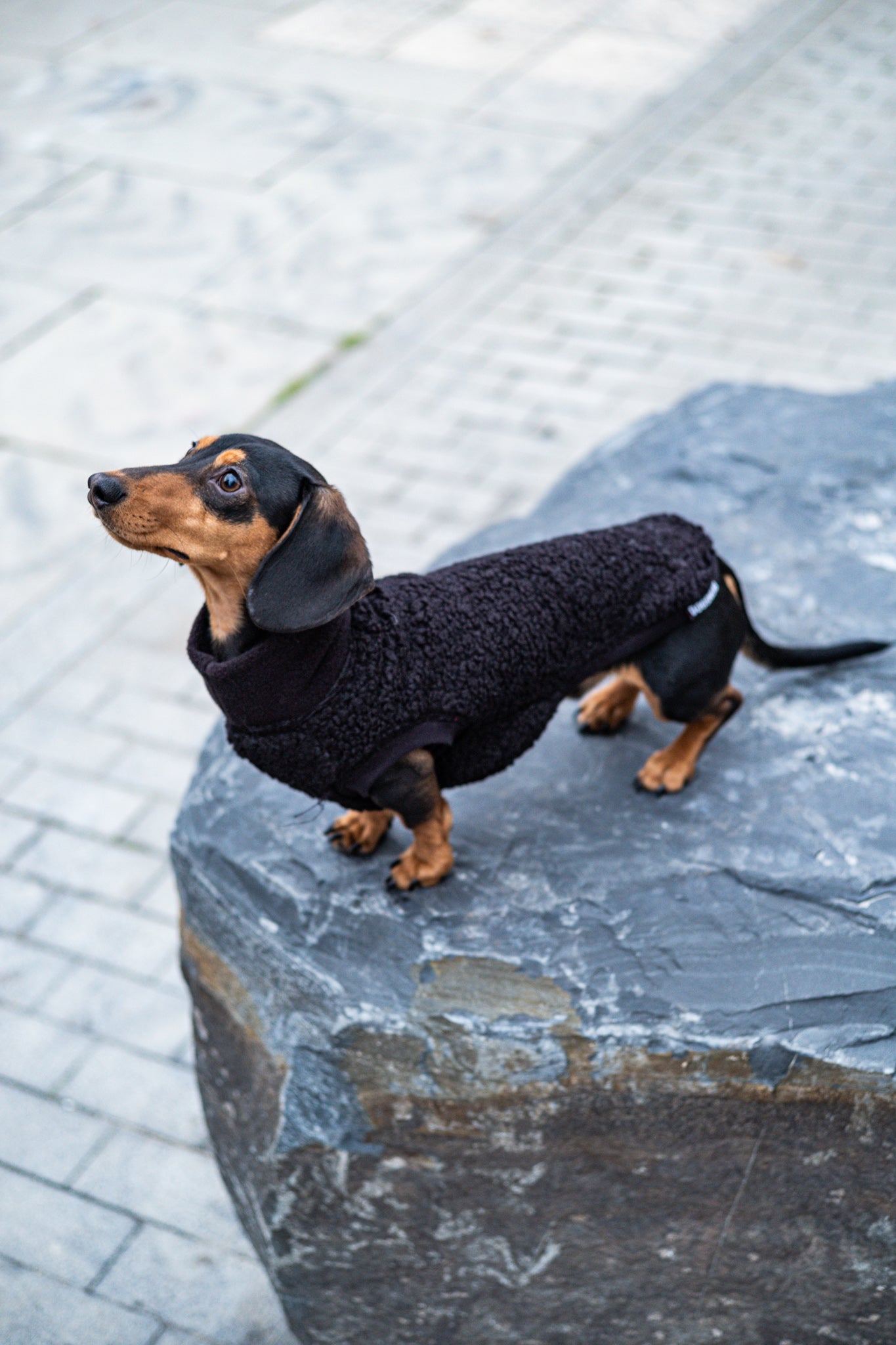 Boucle Dachshund Dog Jumper