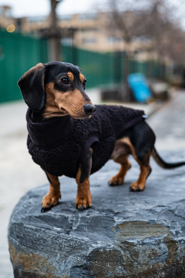 Boucle Dachshund Dog Jumper