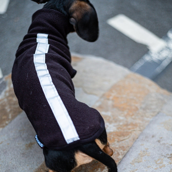 Dachshund wearing a black reflective jumper