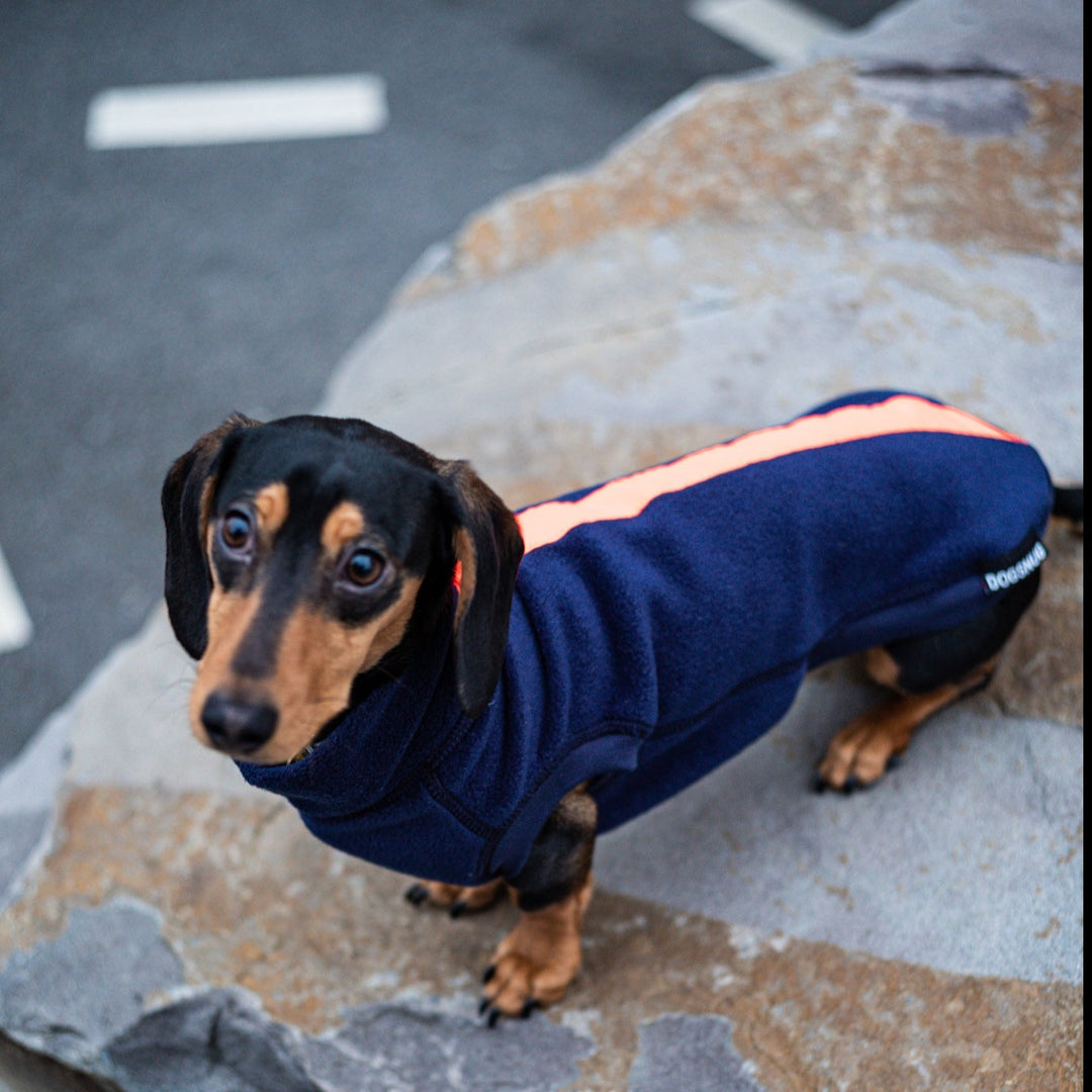 Dachshund wearing a navy with orange reflective jumper