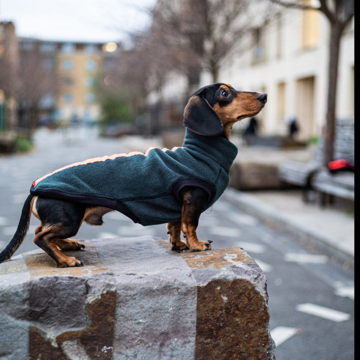 Dachshund wearing a forest green reflective jumper