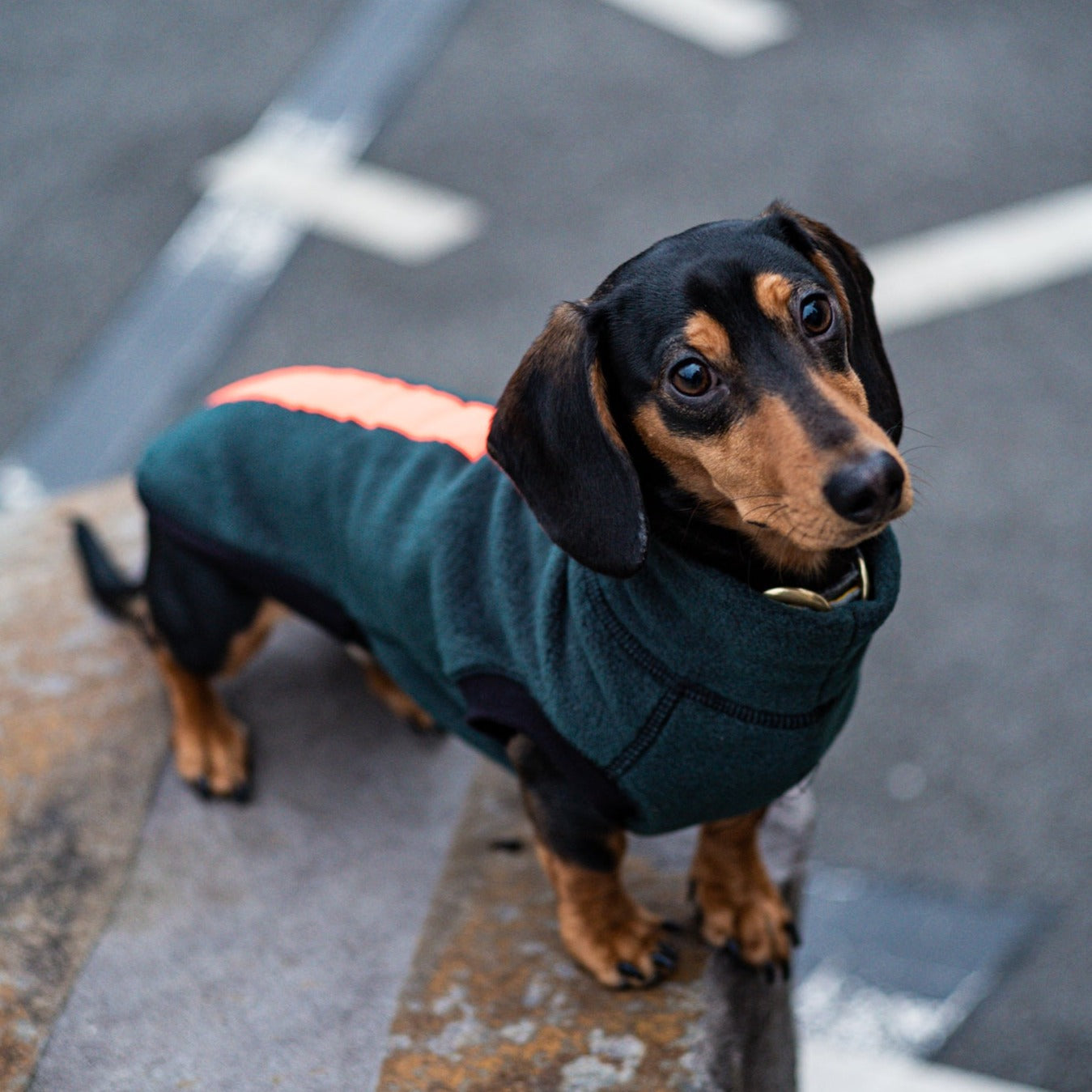 Equafleece miniature dachshund best sale