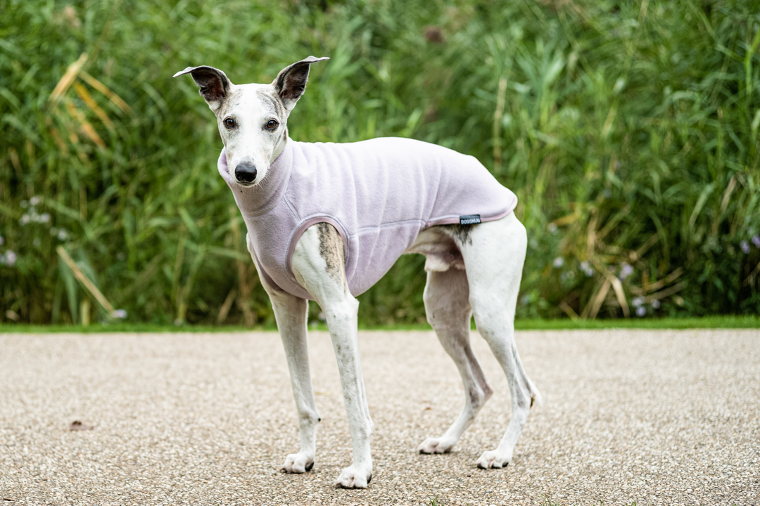 Fleece Dog Jumper Royal Colours