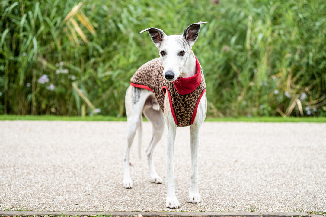 Fleece Dog Jumper Special Edition